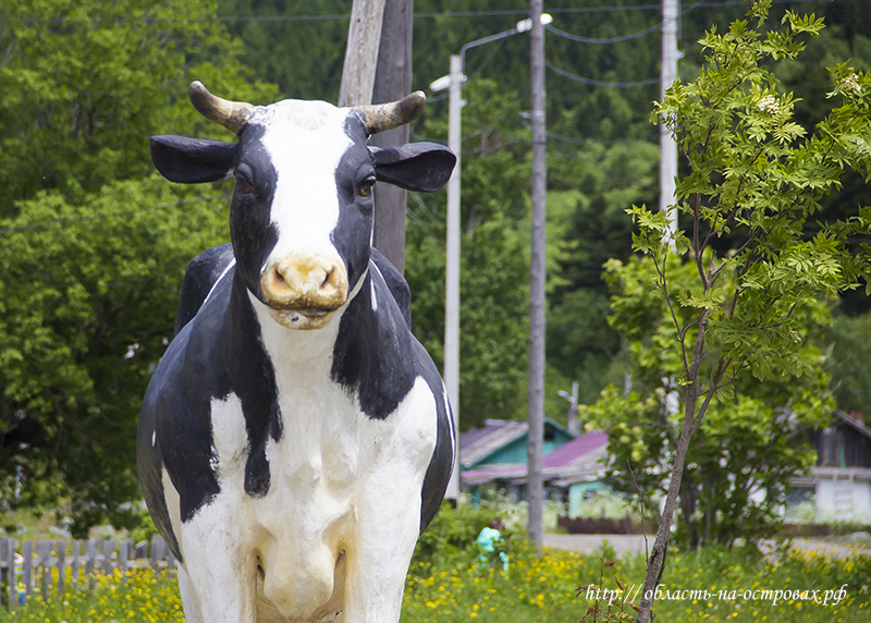 Кому можно держать на даче коров и что делать если сосед держит животных