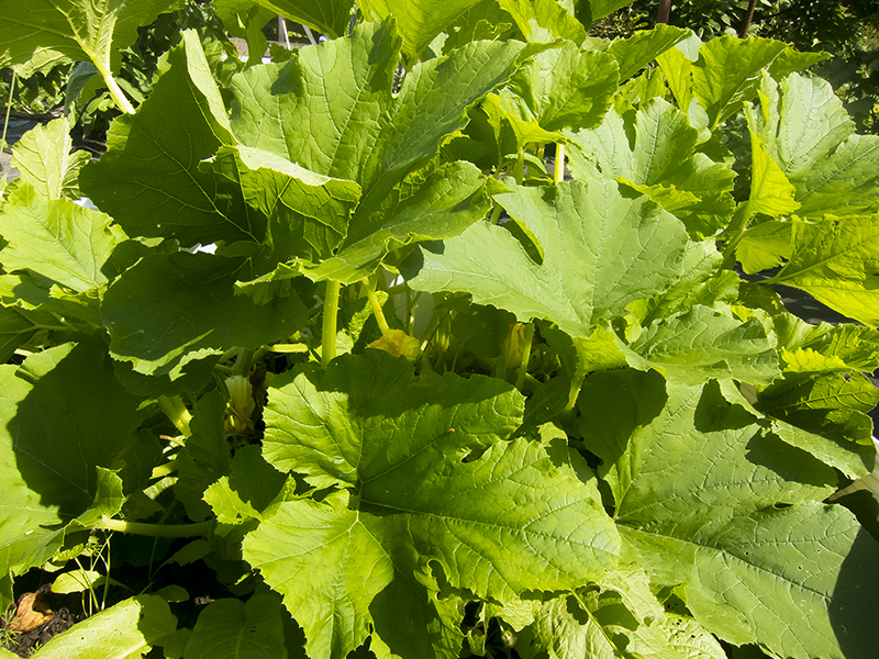 Сколько раз можно сеять укроп и Как прореживать салатные листья на даче